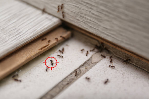 Reliable Greenville, RI Pest Control Solutions