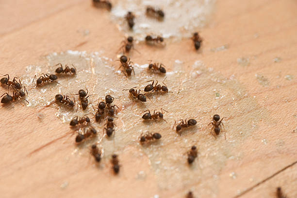 Pest Control Cost in Greenville, RI