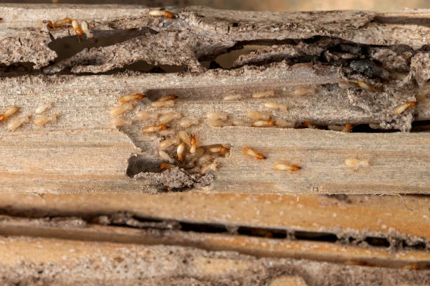 Best Exterminator Services  in Greenville, RI